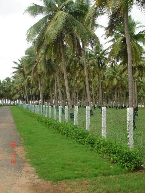 COCONUT FARM LAND FOR SALE ECR VENNAGUPATTU AT CHENNAI