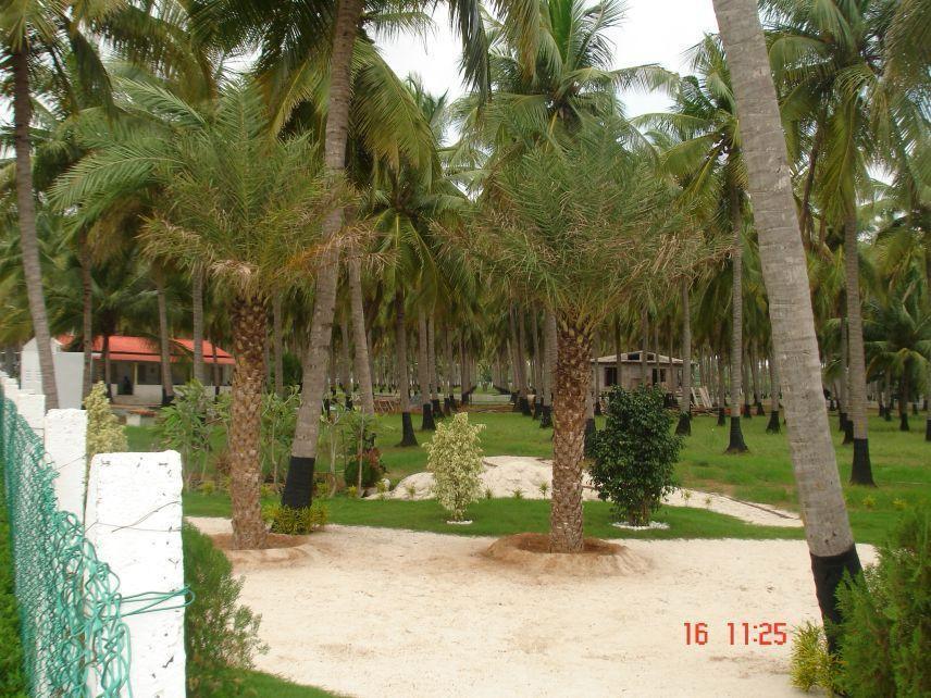 COCONUT FARM LAND FOR SALE ECR VENNAGUPATTU AT CHENNAI