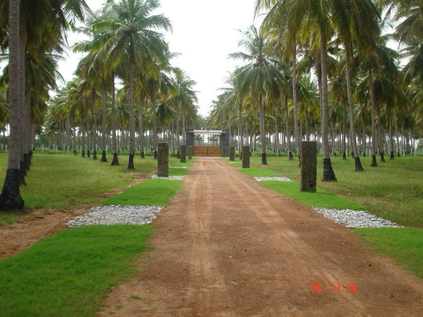 COCONUT FARM LAND FOR SALE ECR VENNAGUPATTU AT CHENNAI